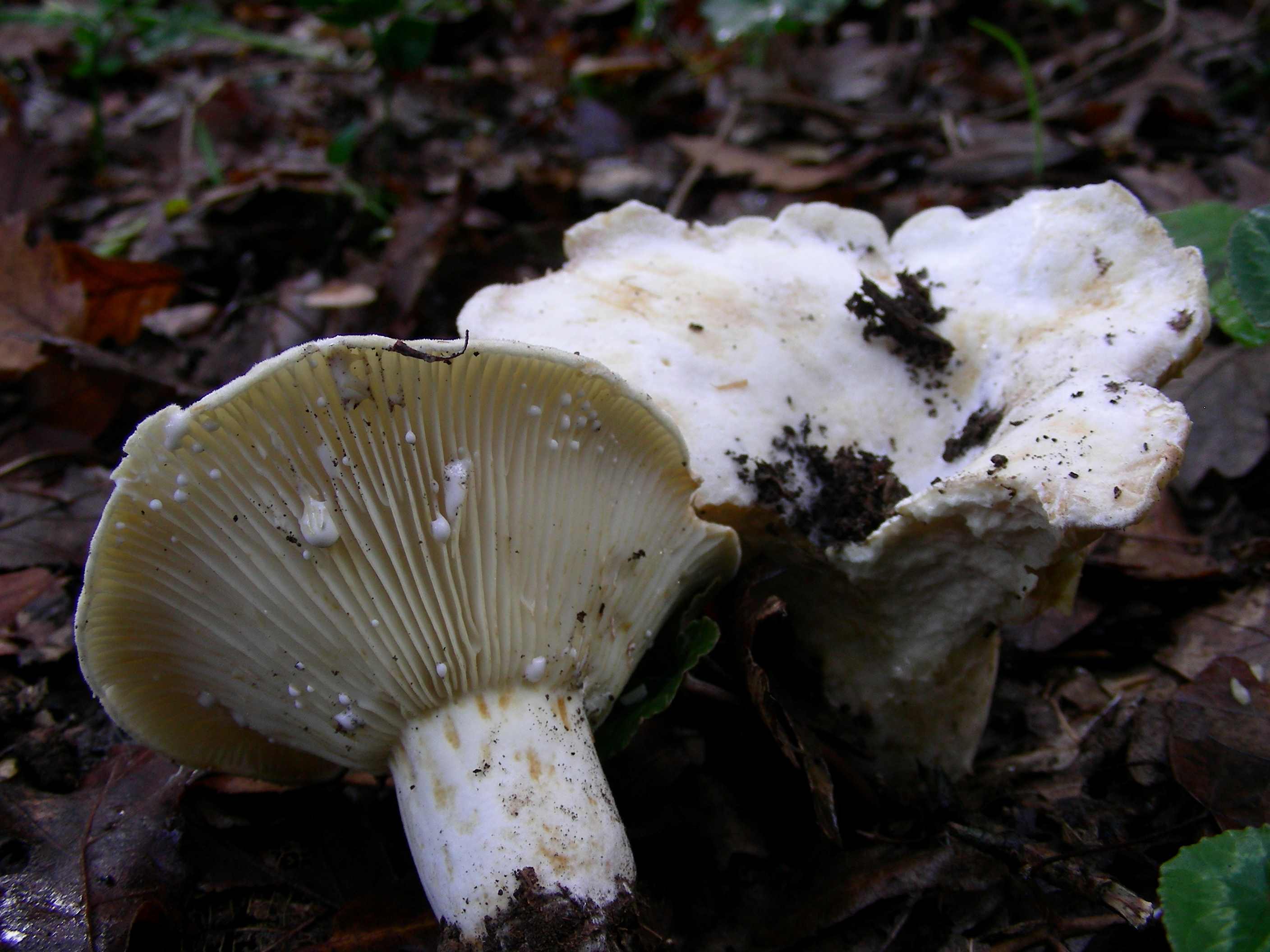 1843 Dicembre vecchio ritrovamento